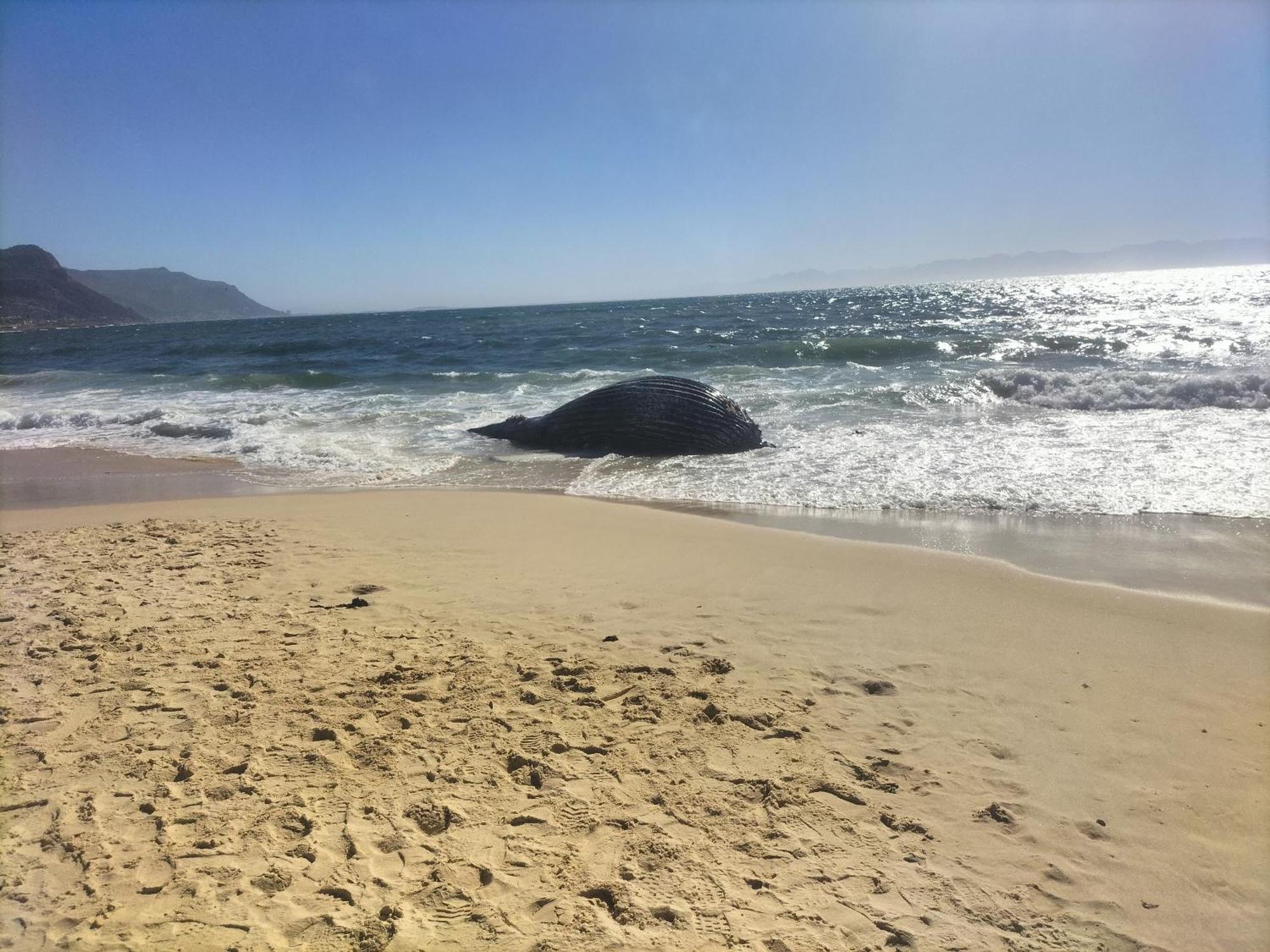 הוילה Simonʼs Town Casa Delfina מראה חיצוני תמונה
